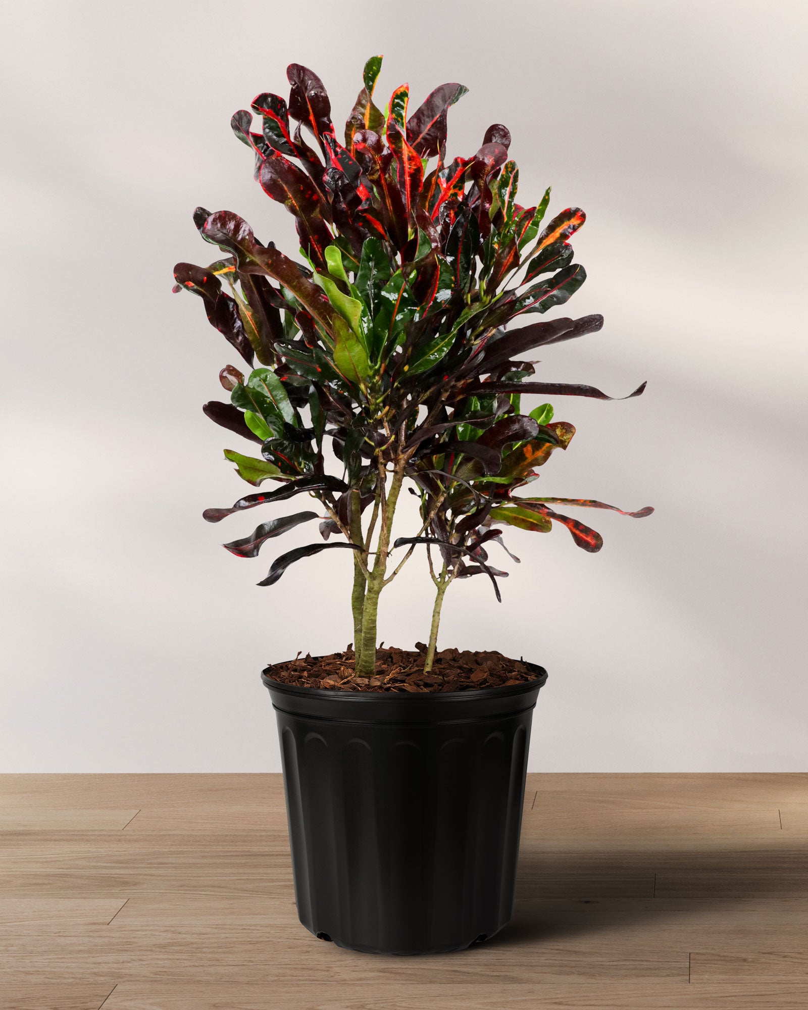 Croton Mammy Red, Mammey Live Tropical Plant Indoor or Outdoor