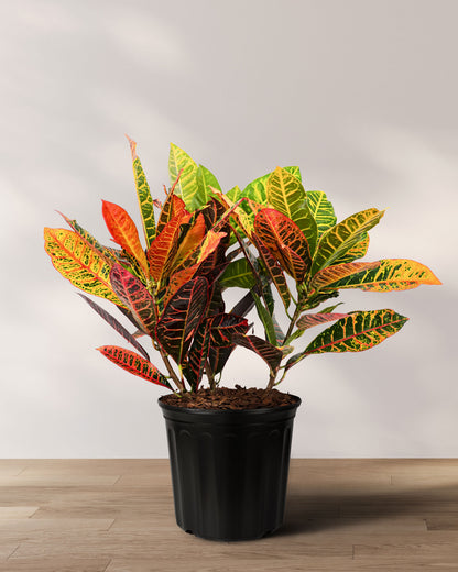 Croton Petra, Codiaeum Variegatum, Live Indoor Plant