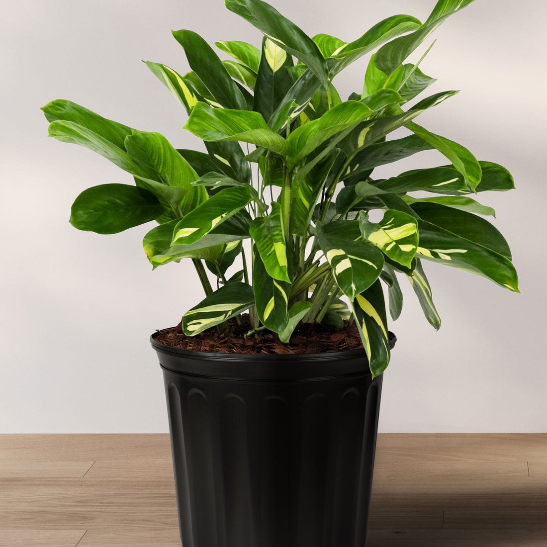 A potted Ctenanthe Lubbersiana plant with variegated leaves in shades of yellow, white, and green, placed on a wooden floor against a white background.