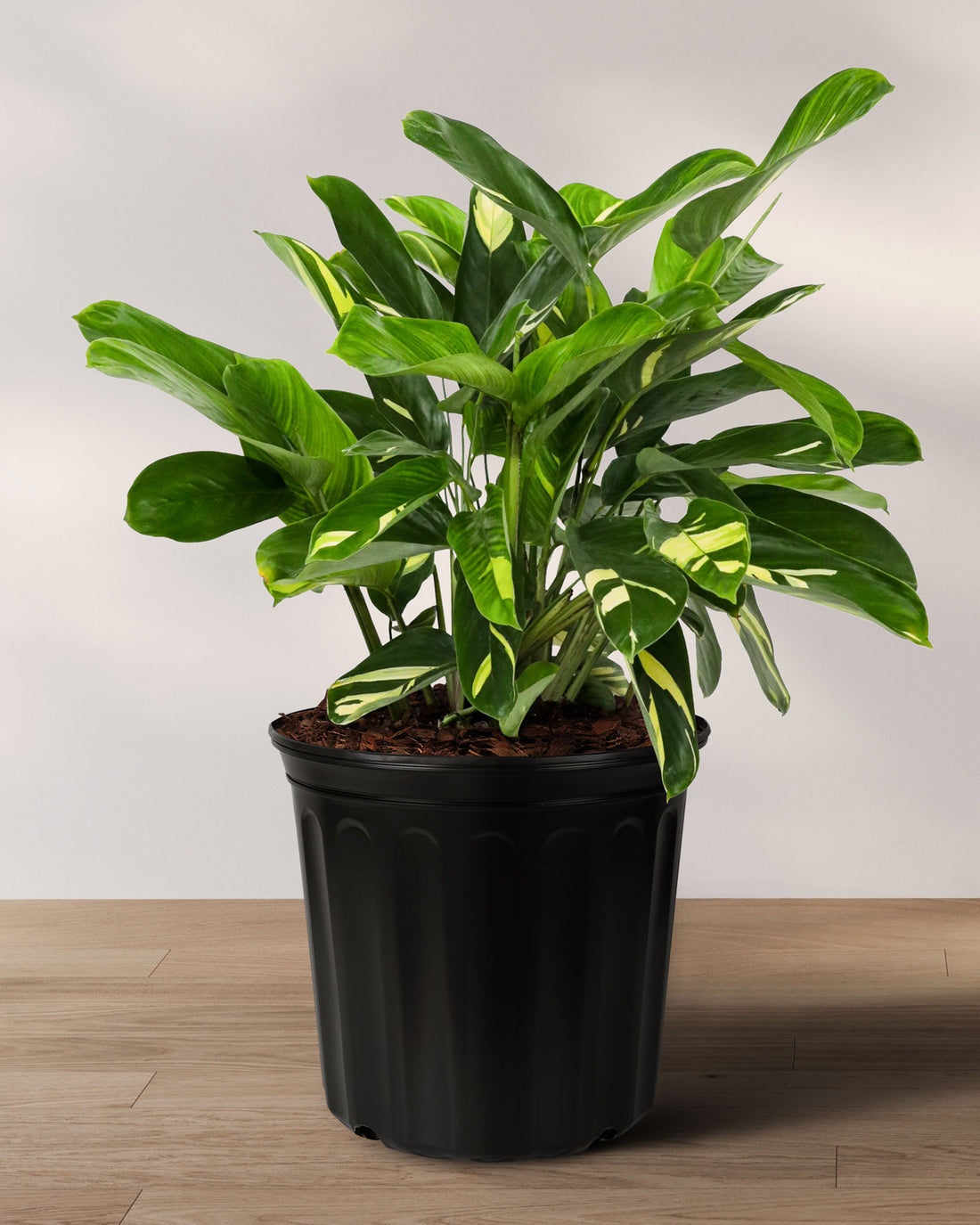 Ctenanthe Lubbersiana, Live Indoor Plant