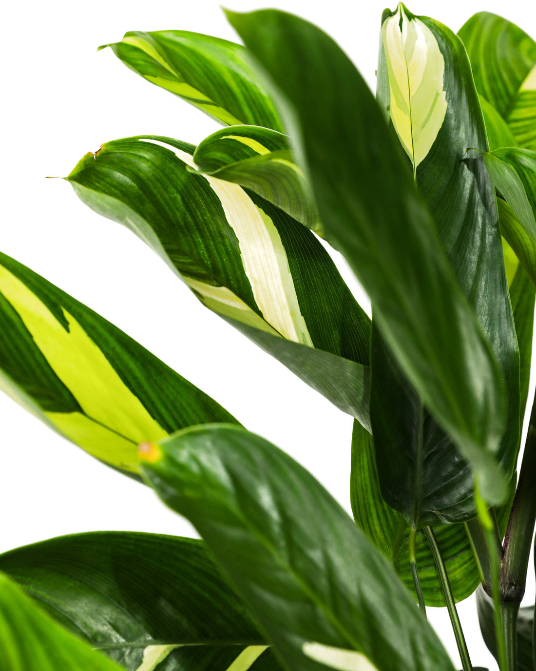 Ctenanthe Lubbersiana, Live Indoor Plant