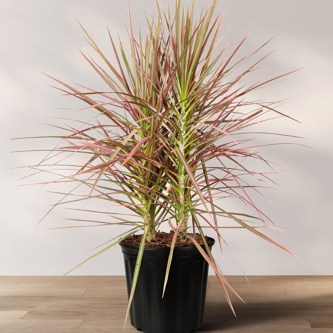 A potted Dracaena Dragon Tree with red and green fronds on a wooden floor against a white background.