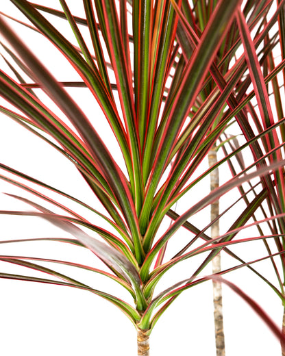 Dracaena Dragon Tree Colorama, Tree Form