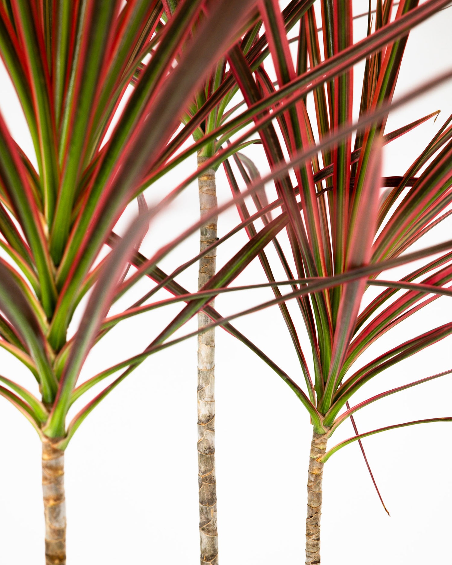 Dracaena Dragon Tree Colorama, Tree Form