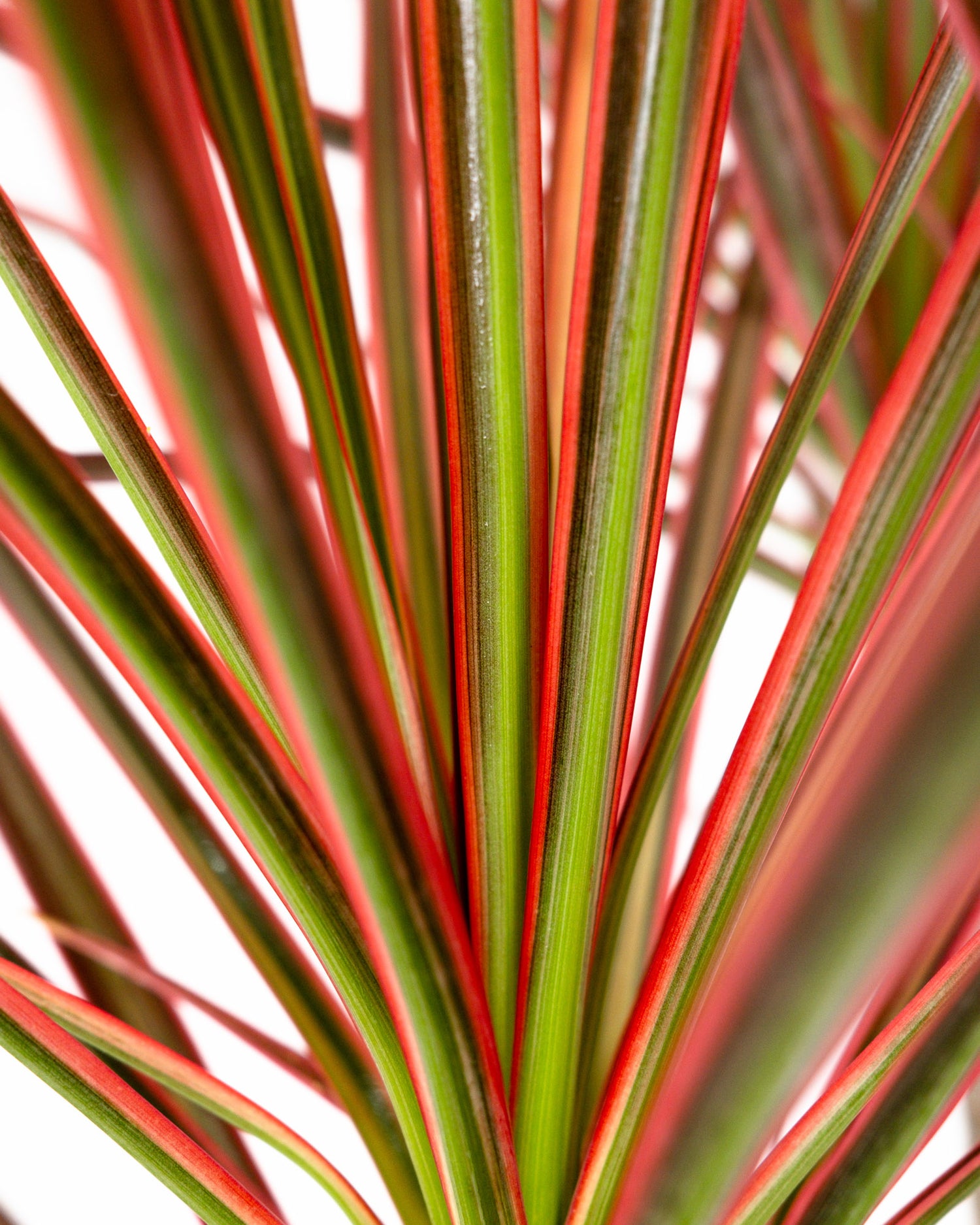 Dracaena Dragon Tree Colorama, Tree Form