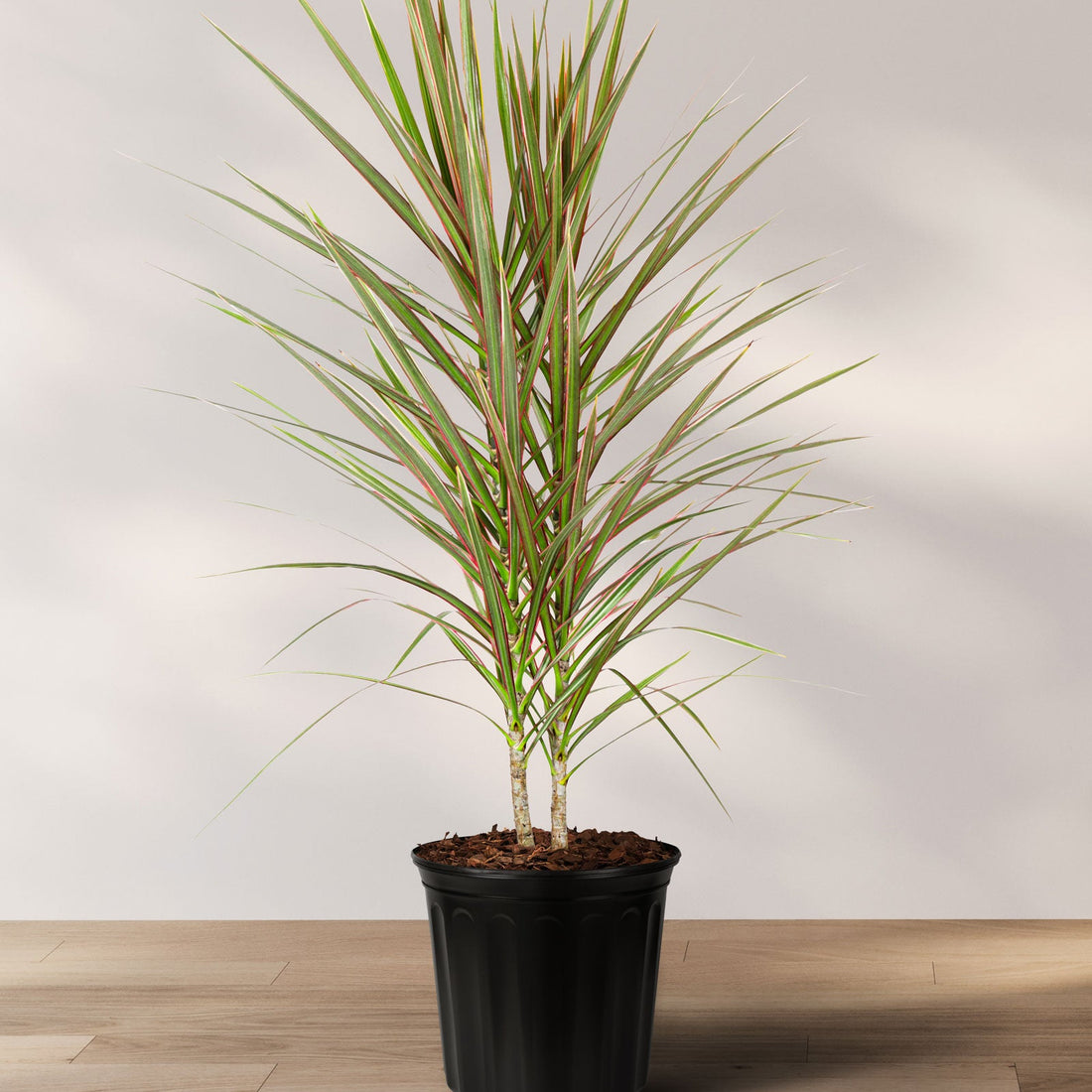 A potted Dracaena Dragon Tree with soft green leaves and light green edges, displaying its tall trunks and thin leaves against a plain background.