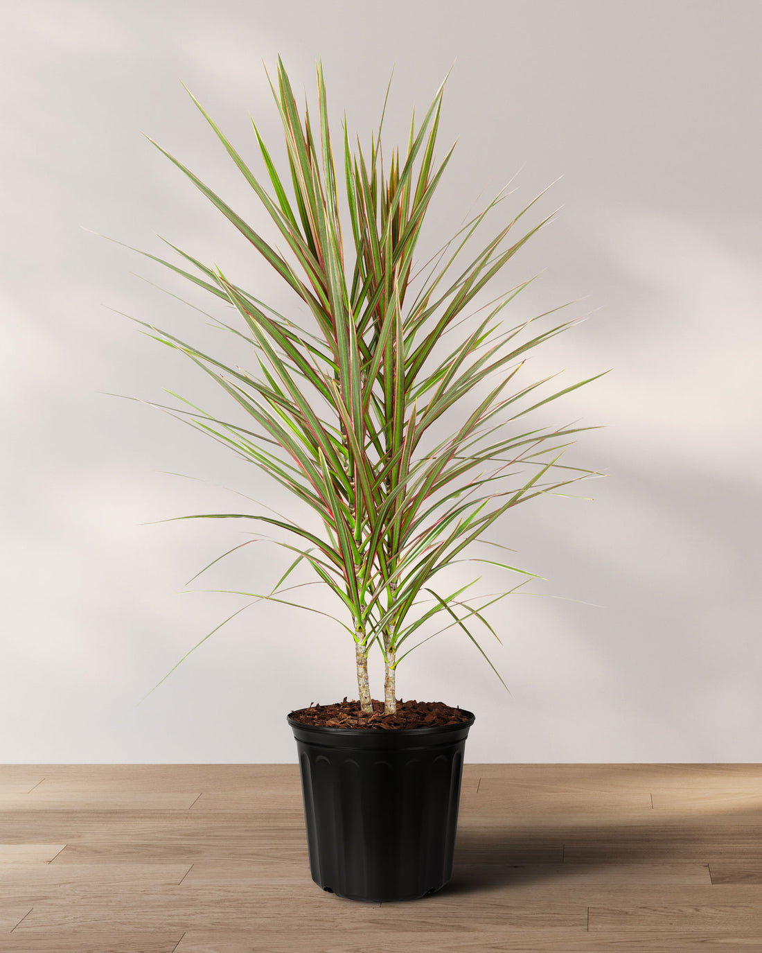 Dracaena Dragon Tree Bicolor Bush