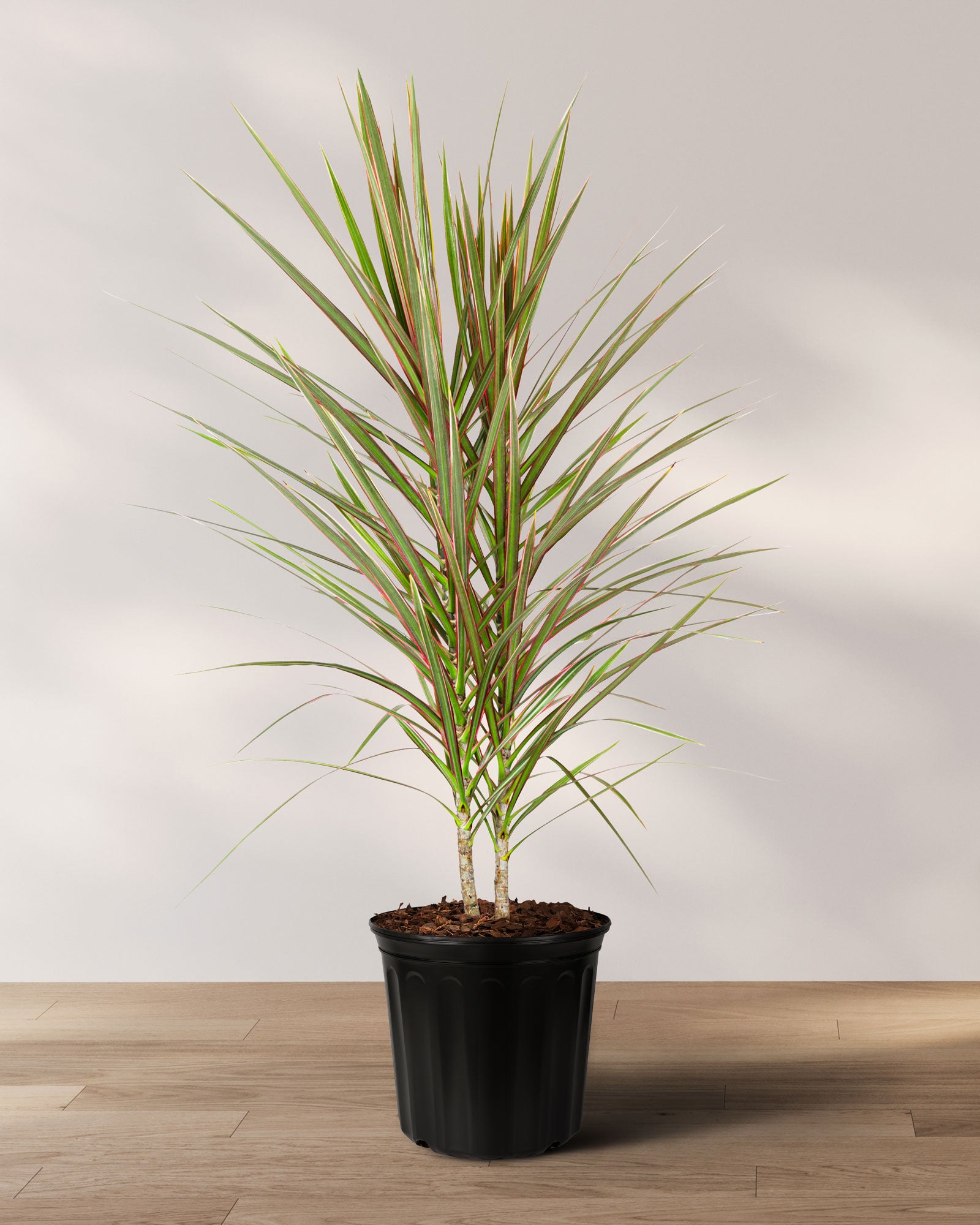 dracaena house plant Dracaena Dragon Tree Bicolor, Tree Form