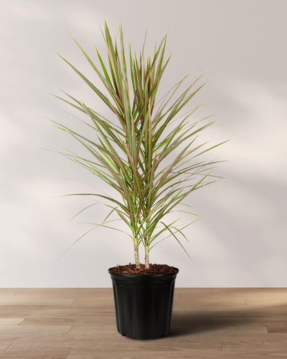 Dracaena Dragon Tree Bicolor, Tree Form