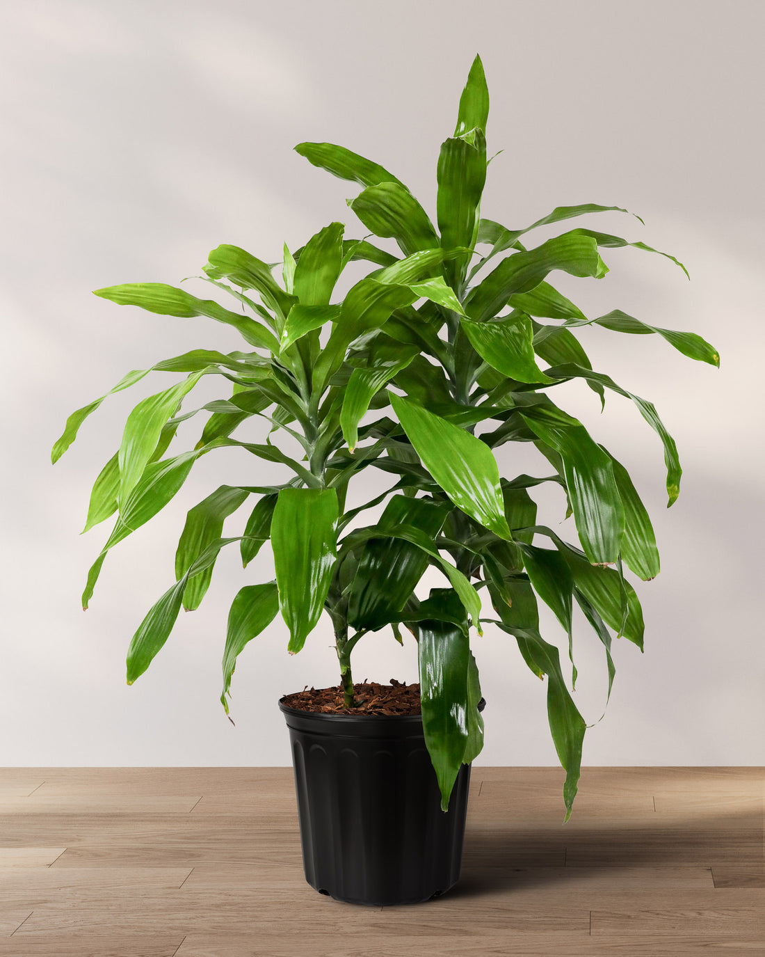 Dracaena Fragans Janet Craig, Chinese Money Tree