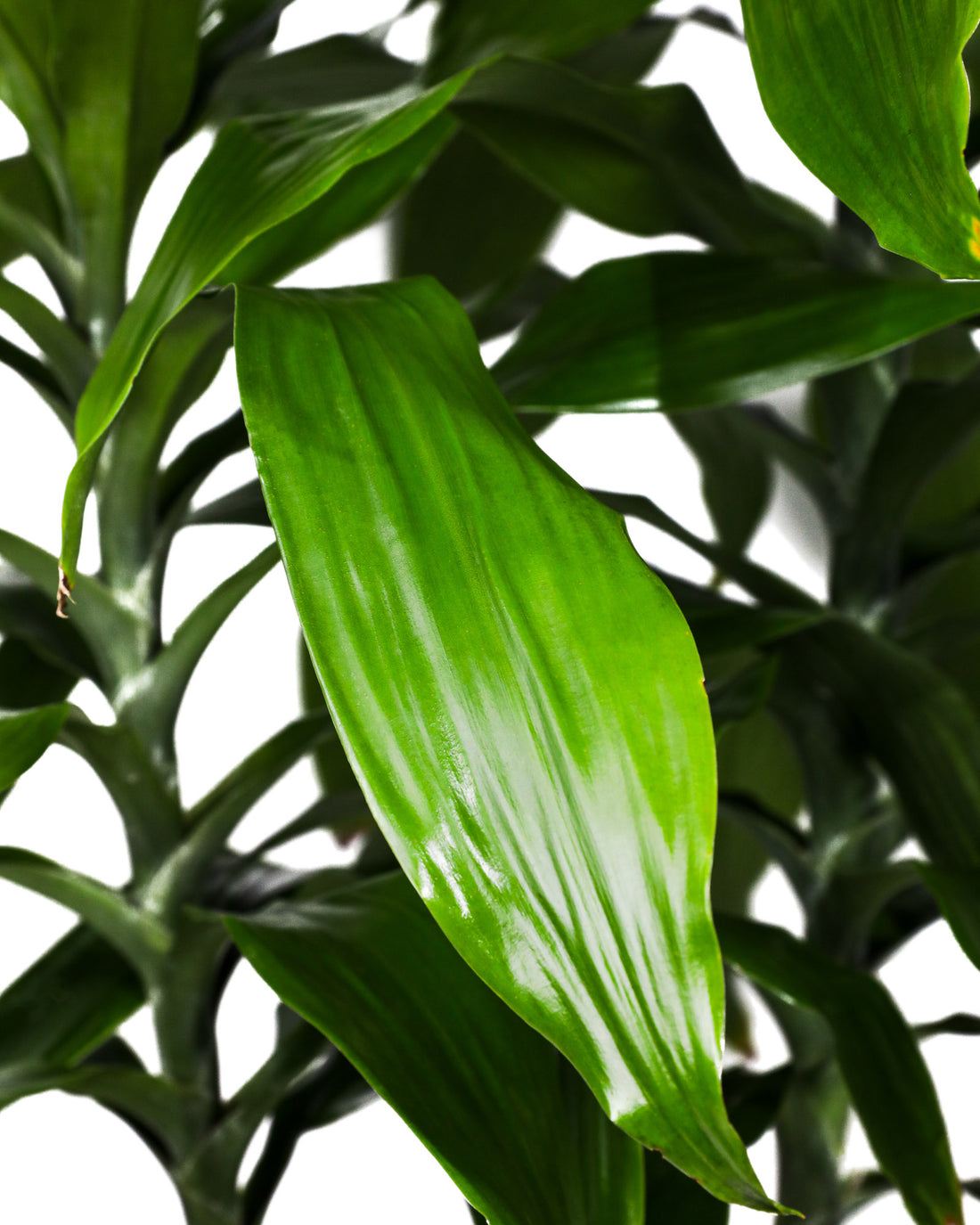 Dracaena Fragans Janet Craig, Chinese Money Tree