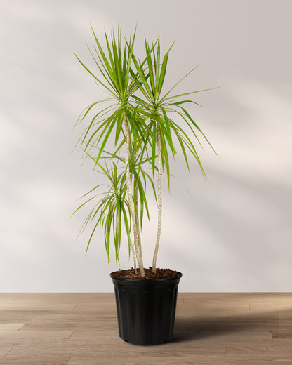 Dracaena Dragon Tree Green, Tree Form
