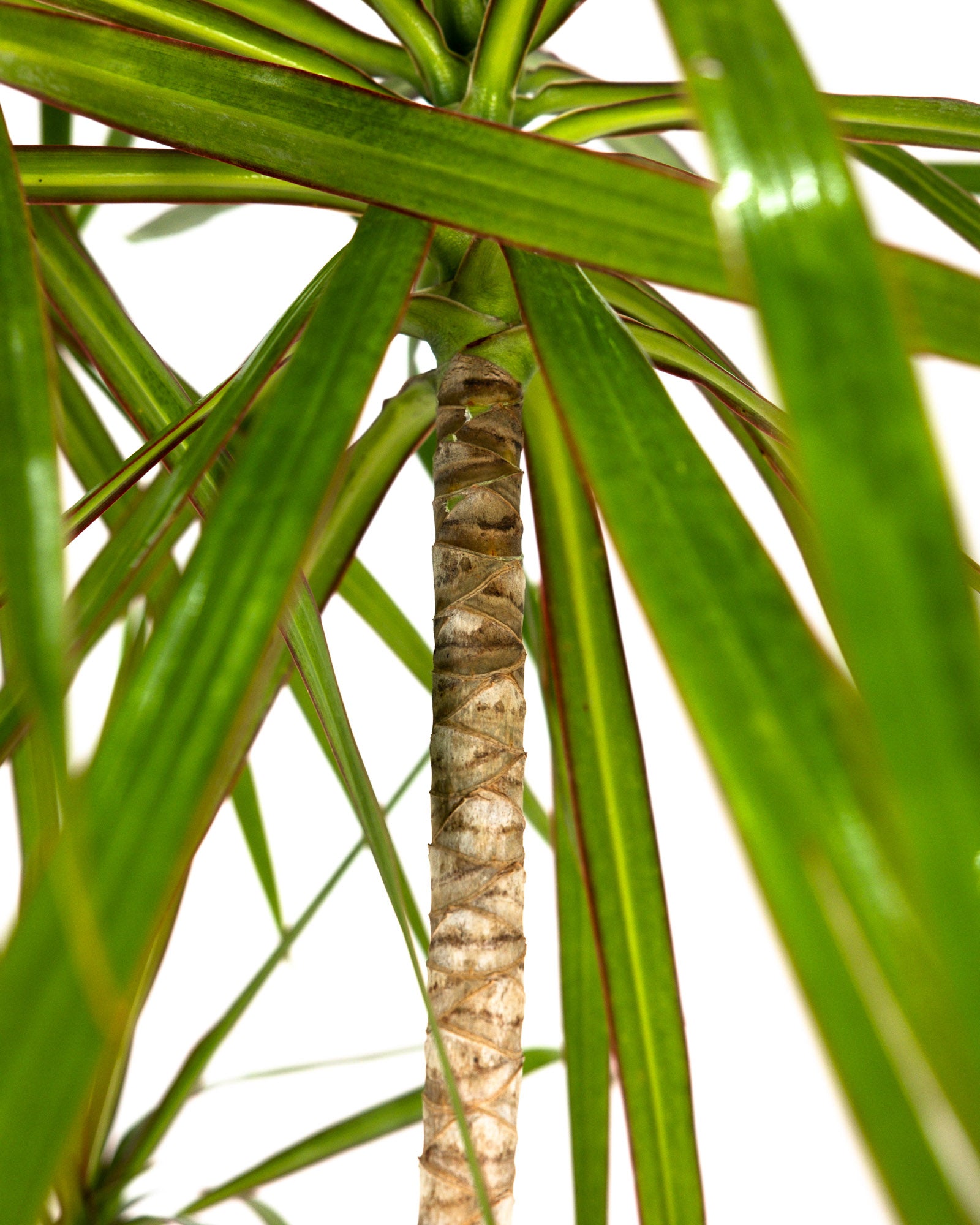 Dracaena Dragon Tree Green, Tree Form