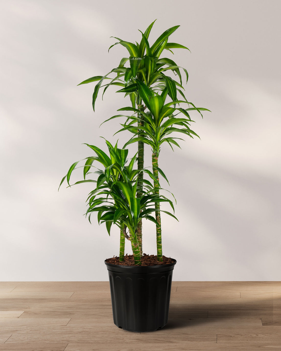 Dracaena Hawaiian Sunshine, Live Plant Indoor Air Purifier
