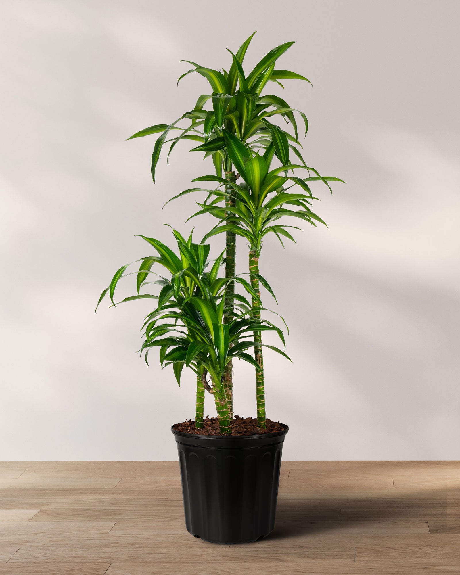 Dracaena Hawaiian Sunshine, Live Plant Indoor Air Purifier