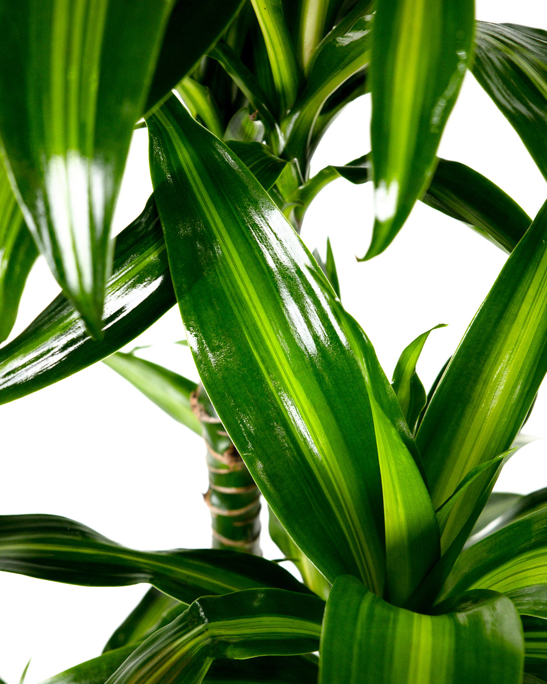Dracaena Hawaiian Sunshine, Live Plant Indoor Air Purifier