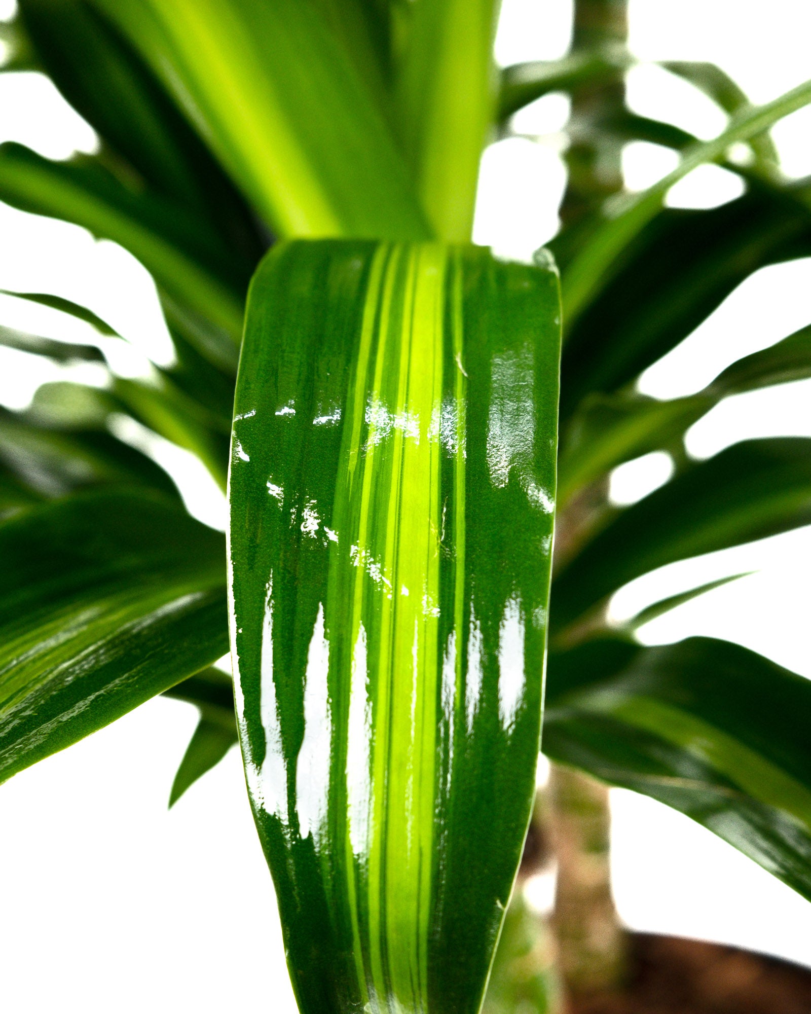 Dracaena Hawaiian Sunshine, Live Plant Indoor Air Purifier