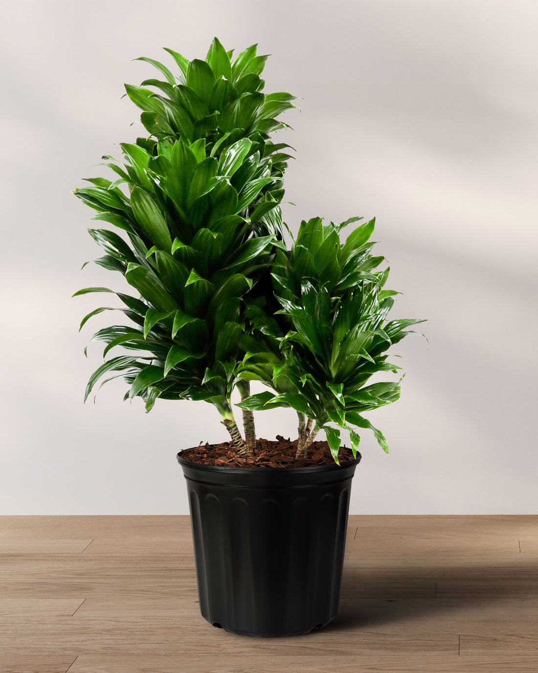 Dracaena Janet Craig Compacta Bush