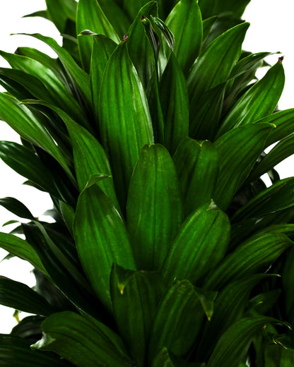 Dracaena Janet Craig Compacta Tree Form