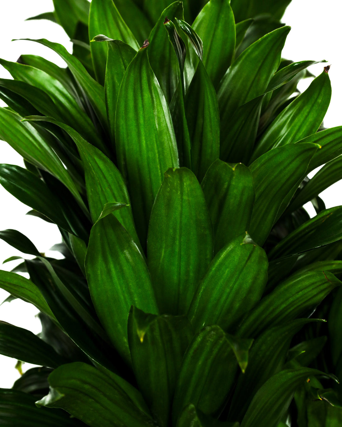Dracaena Janet Craig Compacta Bush