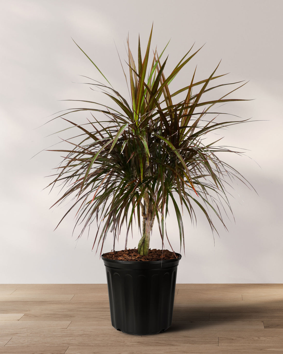 Dracaena Braided Trunk Magenta, Dragon Tree