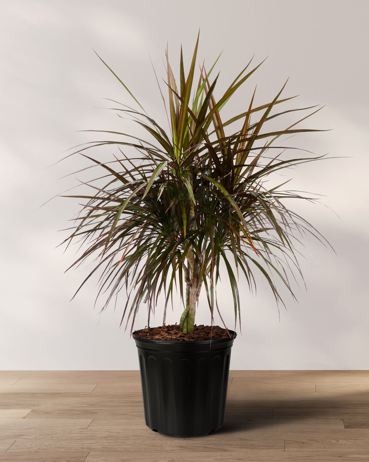 Dracaena Braided Trunk Magenta, Dragon Tree