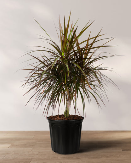 Dracaena Braided Trunk Magenta, Dragon Tree