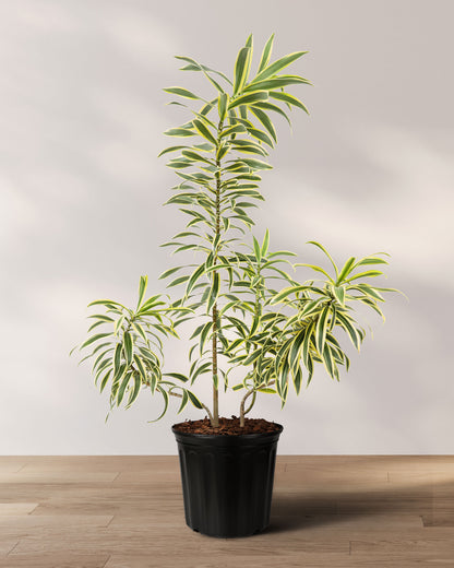 dracaena pleomele reflexa Dracaena Reflexa Dragon Tree - Song of India