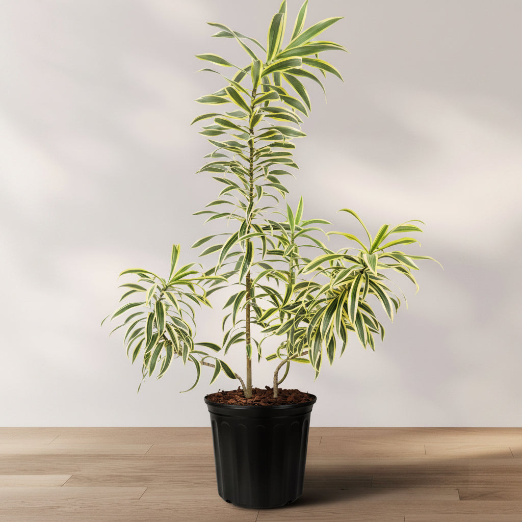Song of India — Dracaena reflexa