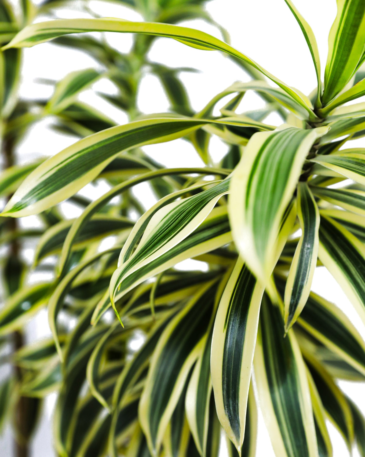 Song of India, Dracaena Reflexa Dragon Tree