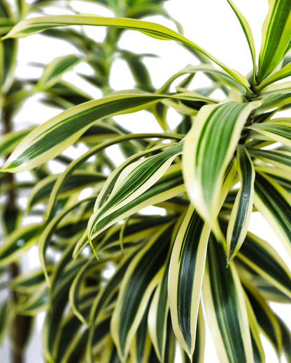 Song of India, Dracaena Reflexa Dragon Tree