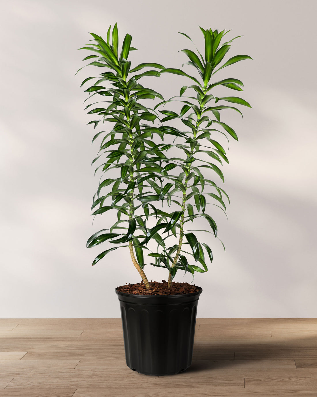 Dracaena Song of Jamaica, Dracaena Reflexa
