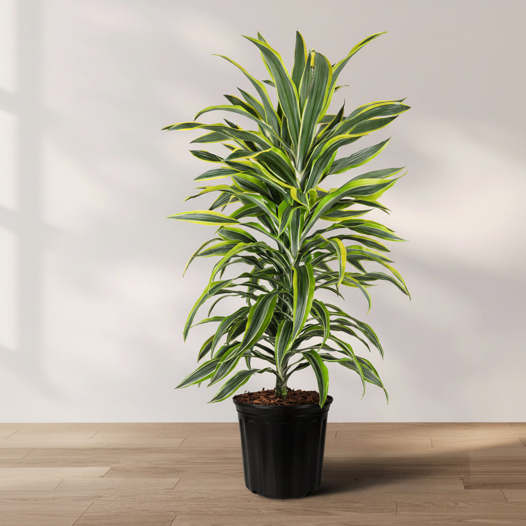 A potted Dracaena Warneckii, also known as Lemon Lime Dragon Tree, with long green leaves striped with yellow margins, placed on a wooden surface against a white background.