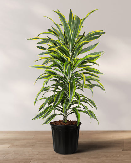 Dracaena Warneckii, Lemon Lime Dragon Tree