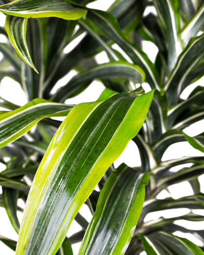 striped dracaena warneckii Dracaena Warneckii, Lemon Lime Dragon Tree