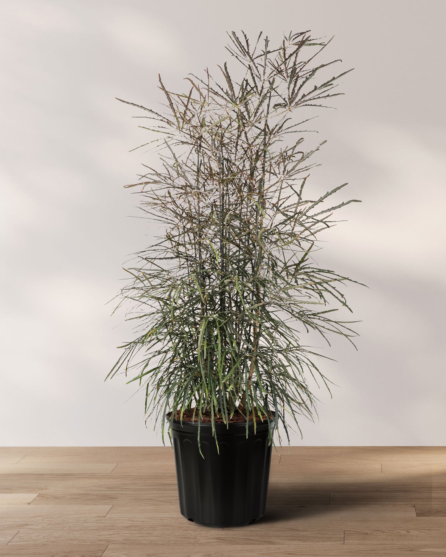 False Aralia, Schefflera Elegantissima