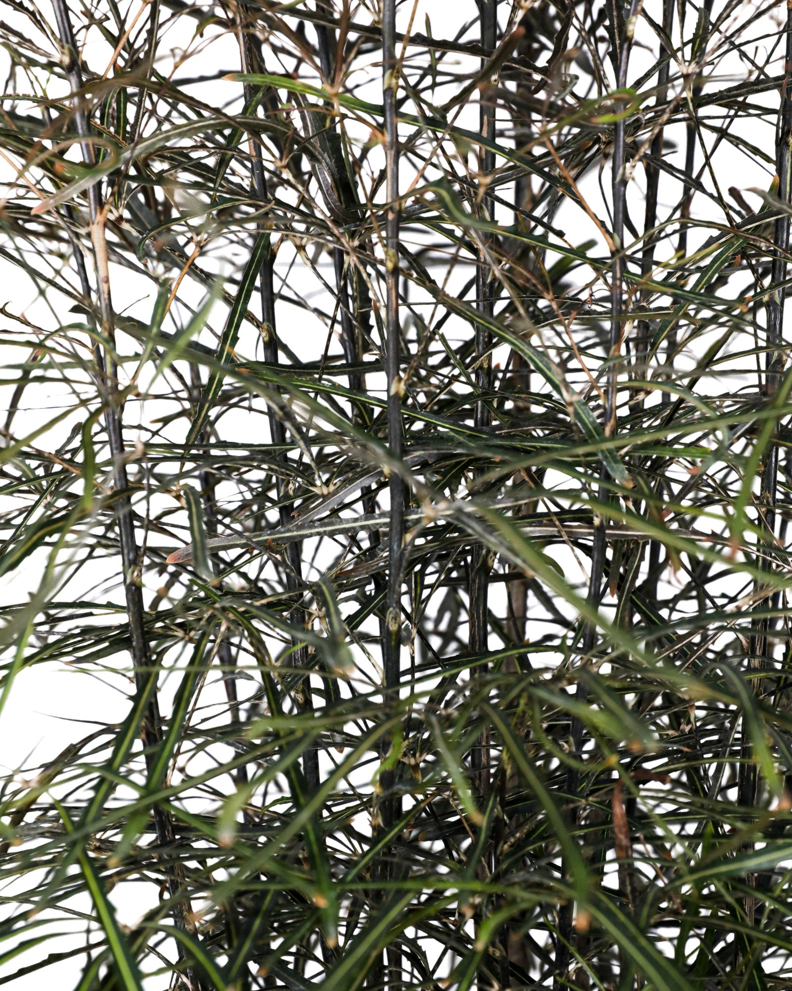 False Aralia, Schefflera Elegantissima