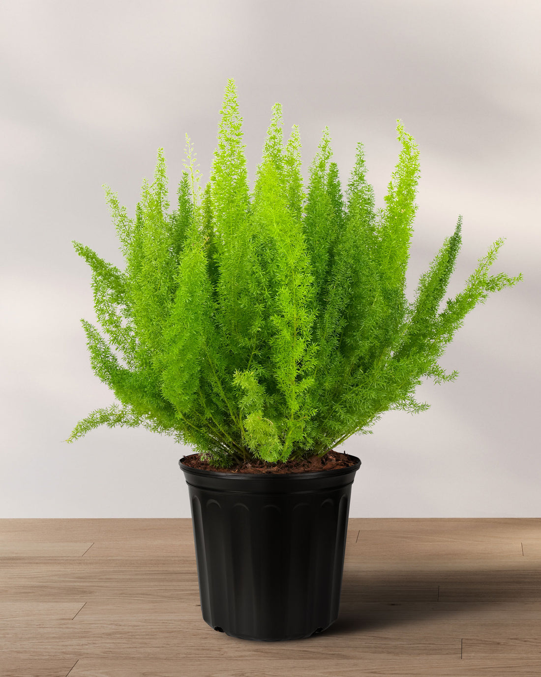 Foxtail Fern, Asparagus Fern