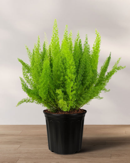 Foxtail Fern, Asparagus Fern