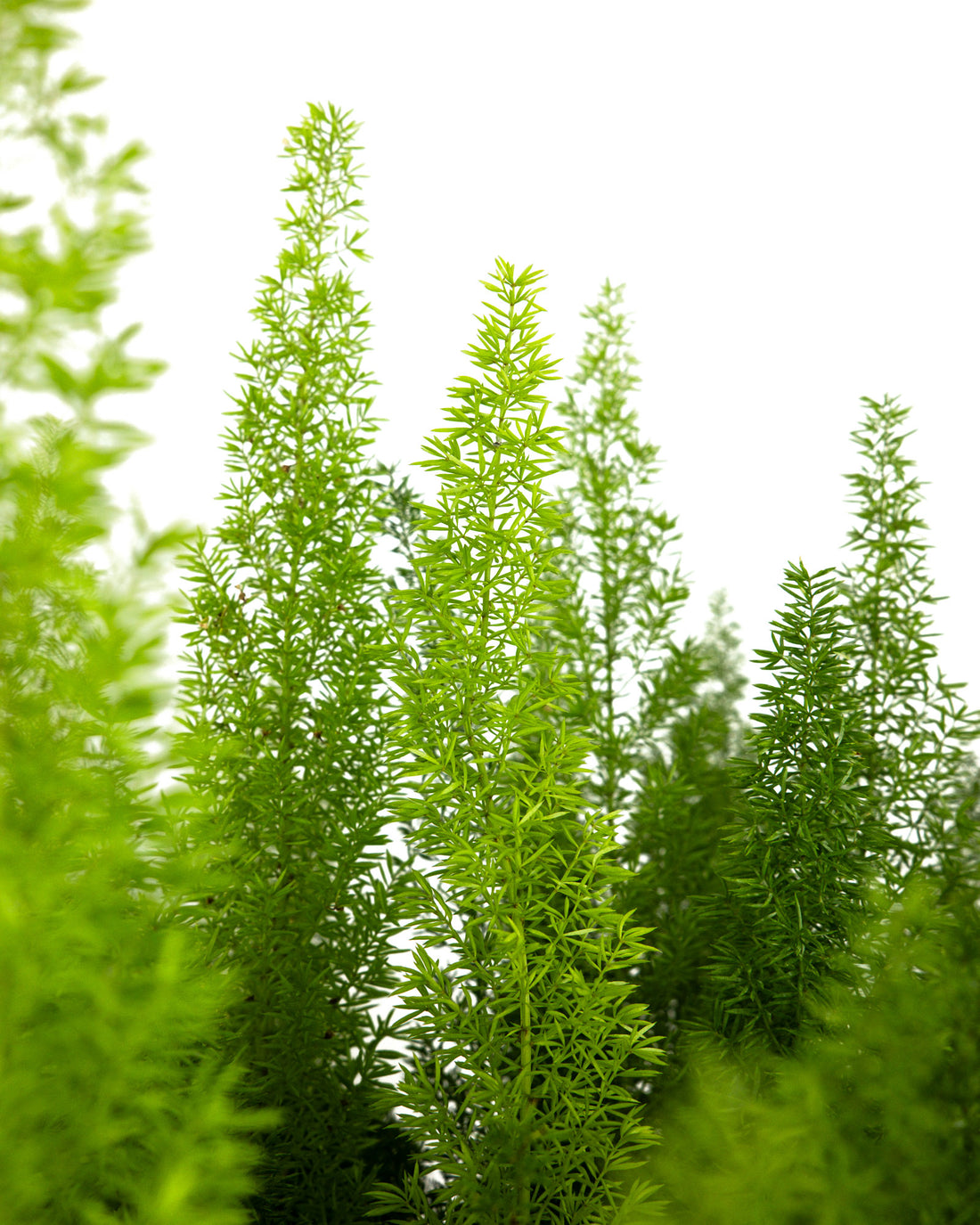 Foxtail Fern, Asparagus Fern