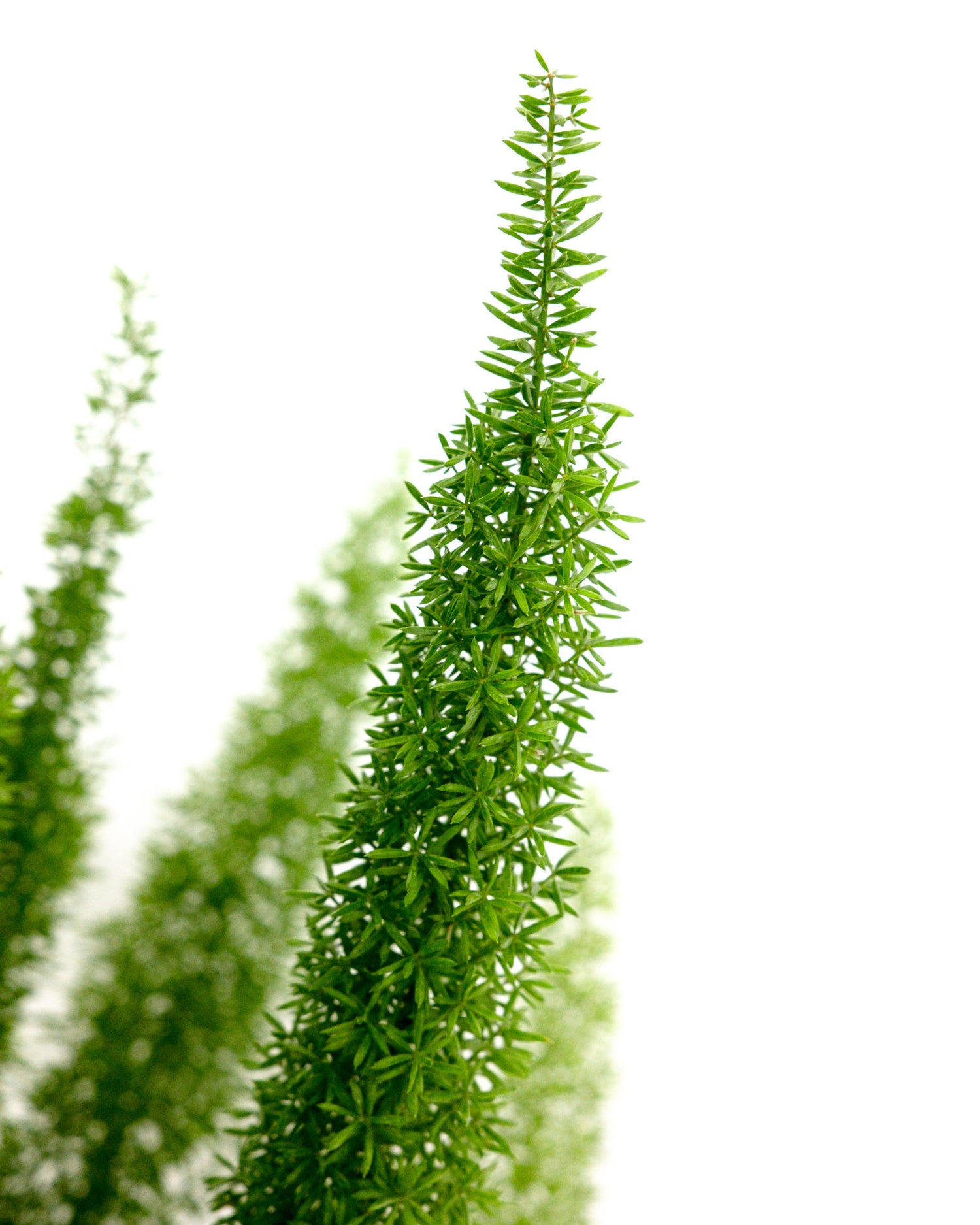 Foxtail Fern, Asparagus Fern