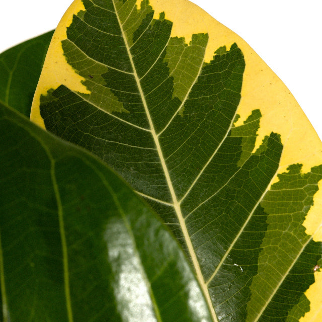 Explore Our Ficus Altissima Bush | Eureka Farms