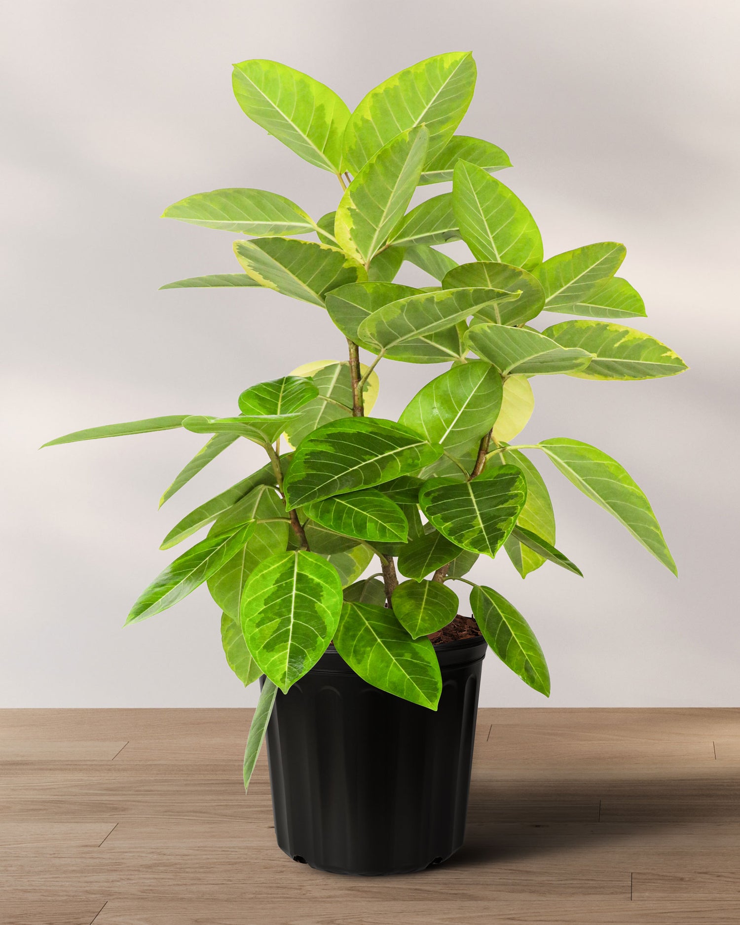 Ficus Altissima Bush, Variegated Yellow Gem Rubber Tree