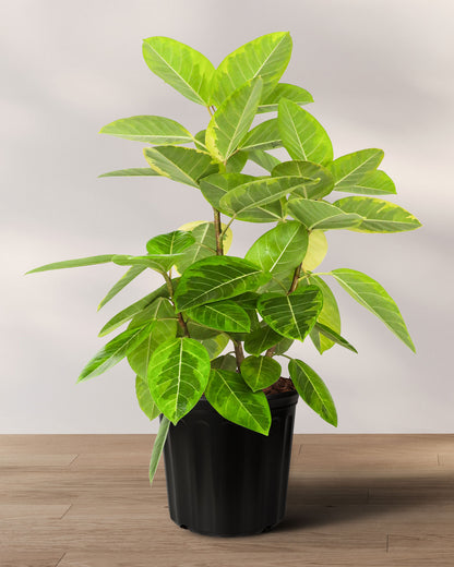 Ficus Altissima Bush, Variegated Yellow Gem Rubber Tree