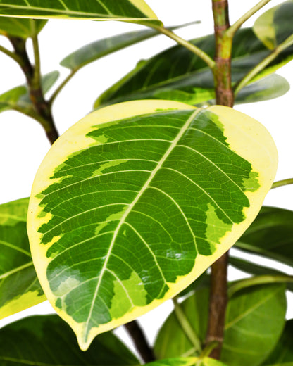Ficus Altissima Bush, Variegated Yellow Gem Rubber Tree