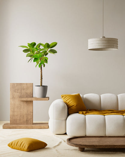 Ficus Altissima Tree Form Single Stem, Variegated Yellow Gem Rubber Tree