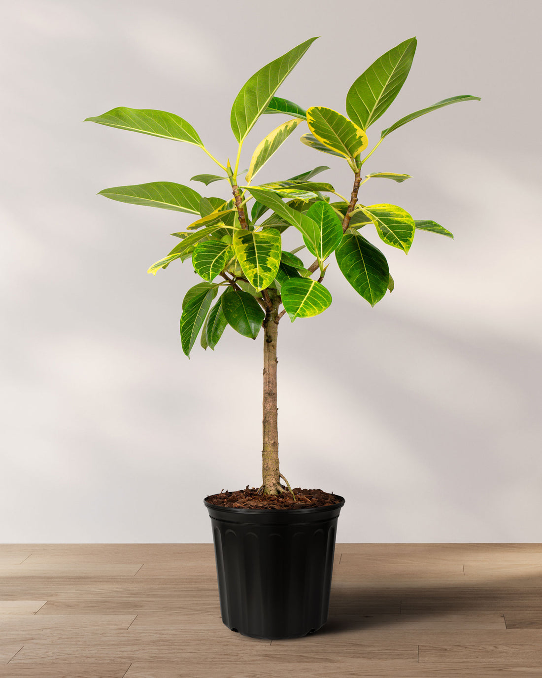 Ficus Altissima Tree Form Single Stem, Variegated Yellow Gem Rubber Tree