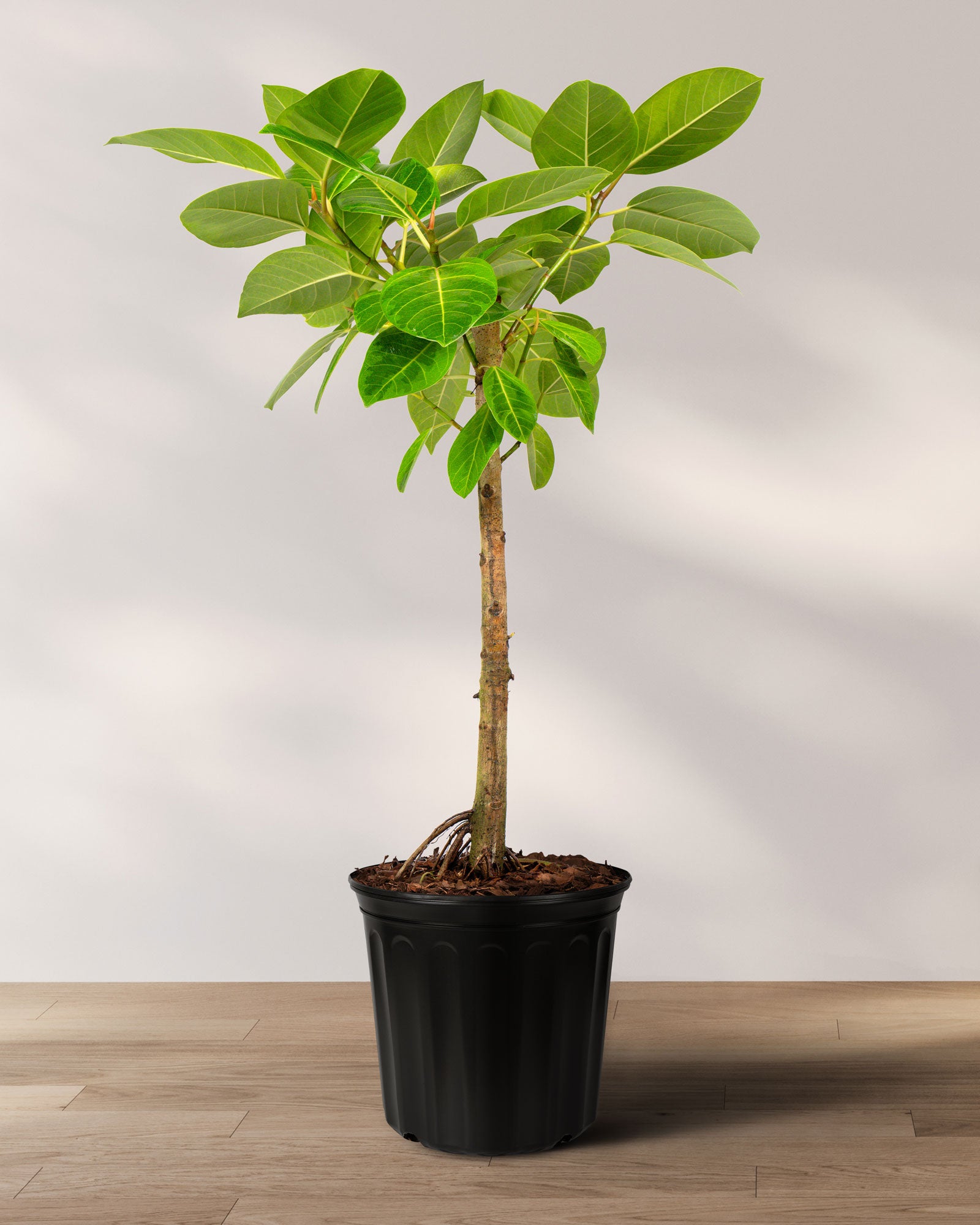 Ficus Altissima Tree Form Single Stem, Variegated Yellow Gem Rubber Tree