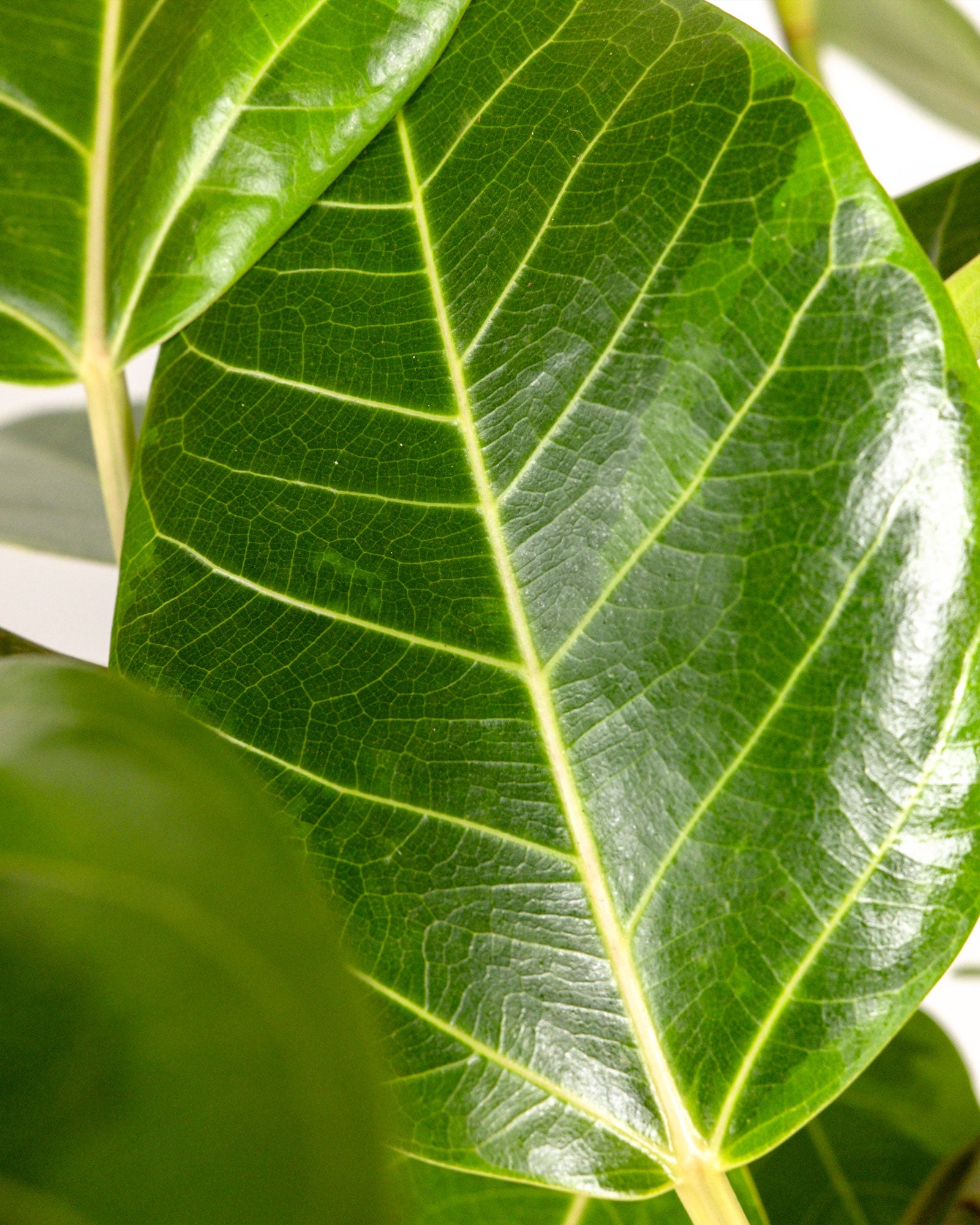 Ficus Altissima Tree Form Single Stem, Variegated Yellow Gem Rubber Tree