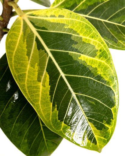 Ficus Altissima Tree Form Single Stem, Variegated Yellow Gem Rubber Tree